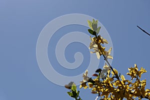 Â Khaki leaves on one straight branch with several processes.